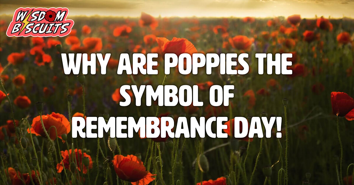 Why Are Poppies The Symbol Of Remembrance Day Wisdom Biscuits