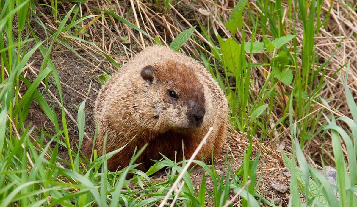 What is the origin of Groundhog Day? - Wisdom Biscuits