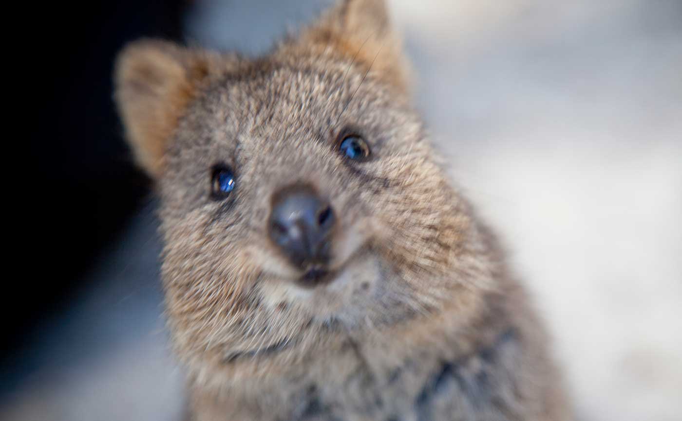 What is a quokka? - Wisdom Biscuits