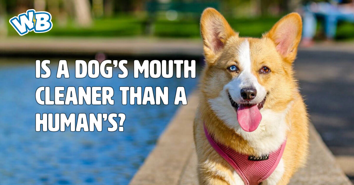 Is a dog's mouth cleaner than a human's? - Wisdom Biscuits